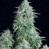 Sale of Auto Anubis from Pyramid Seeds