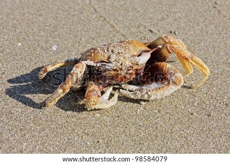 Funny crab Images - Search Images on Everypixel