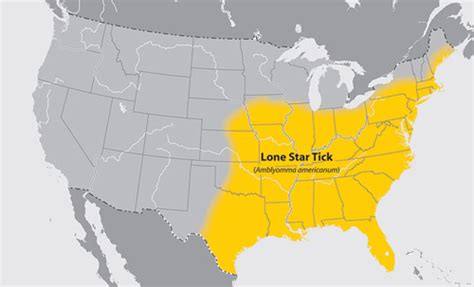 lone star tick - Amblyomma americanum (Linnaeus)