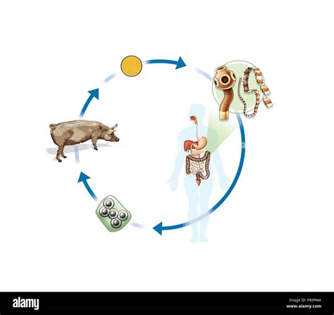 Tapeworm Life Cycle In Cats