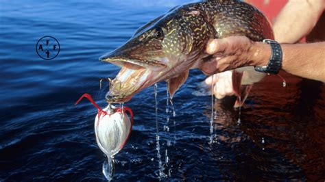 Northern Pike Teeth 101 | Plus: How To Handle Northern Pike