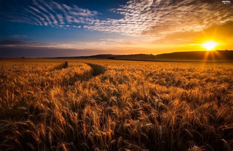 corn, Sunrise, Fields - Beautiful views wallpapers: 3000x1955