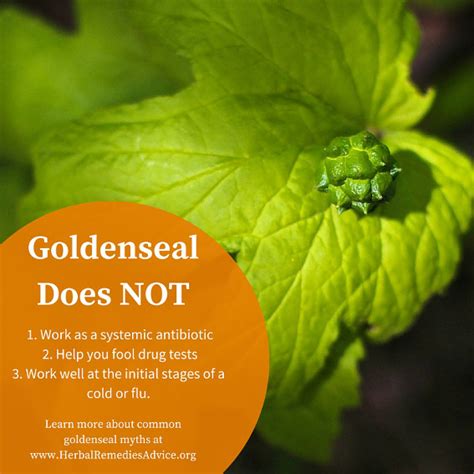 Benefits of Goldenseal