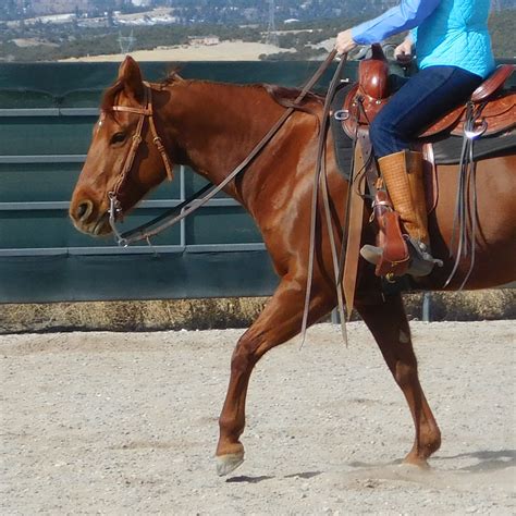 Training Reining Horses from Scratch for Beginners - Mammal Age