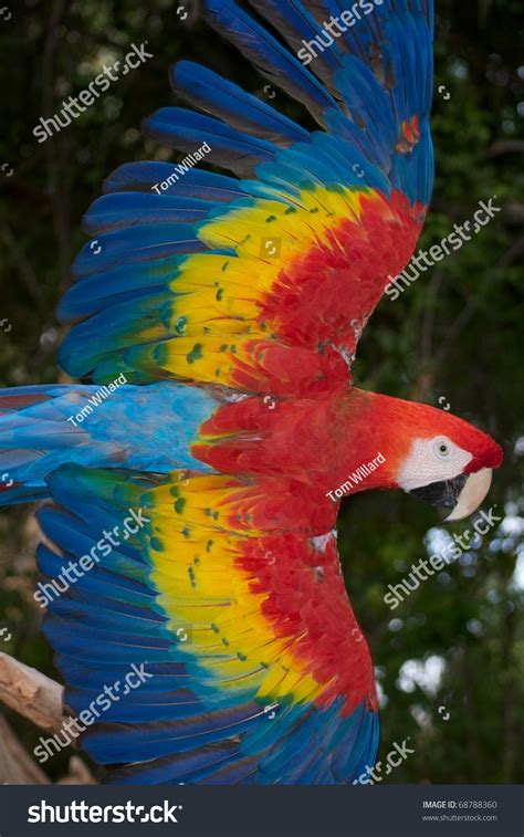 Scarlet Macaw Flying Stock Photo 68788360 - Shutterstock