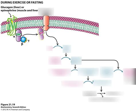 Glycogenolysis- glucagon pathway Diagram | Quizlet