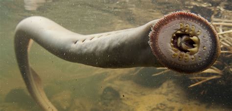 50 Scary Lamprey Facts About Vampires Of The Sea | Facts.net