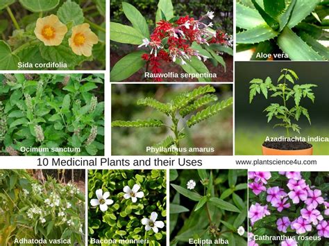 10 Medicinal Plants and their Uses with Pictures | Medicinal plants ...