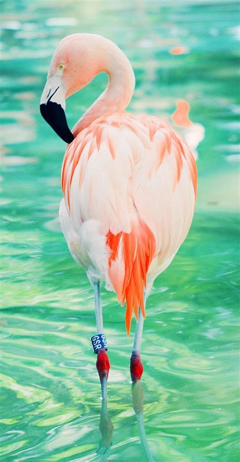 Majestic 25 Beautiful Flamingo Pictures https://meowlogy.com/2017/09/28/25-beautiful-flamingo ...