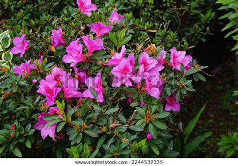 939 Azalea Rhododendron Species Images, Stock Photos & Vectors | Shutterstock