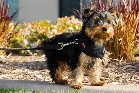 Yorkshire Terrier - My Doggy Rocks