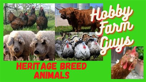 Heritage Breed Farm Animals: What Are They and Should You Have Them ...