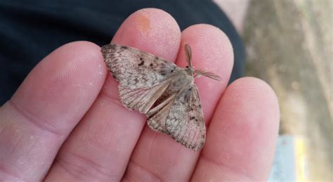 A personal run-in with the invasive gypsy moth | Everyday Environment Blog | Illinois Extension ...