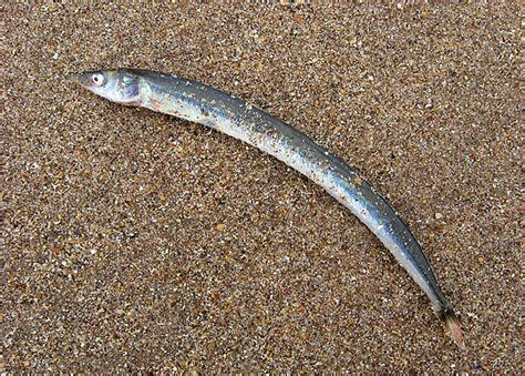 A sand eel at Belhaven Bay © Walter Baxter cc-by-sa/2.0 :: Geograph ...