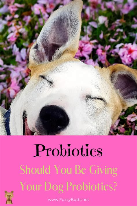 Probiotics for Dogs: Should You Be Giving Your Dog Probiotics? | Dog ...