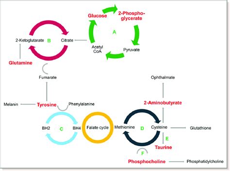 Simple Metabolic Pathways Diagram