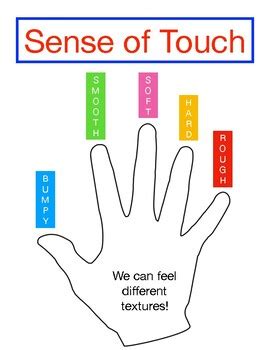 Five Senses Touch Worksheet