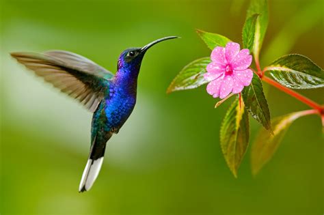 Hummingbird flight could be mimicked by aerial vehicles - Earth.com