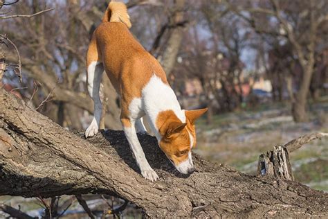 What Can Dogs Sniff Out