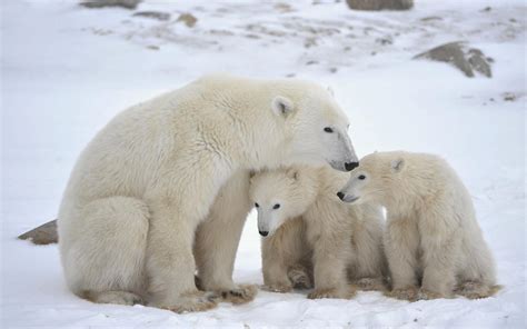 brown bear, animal black, polar bear cub, polar, cubs, animal, love ...