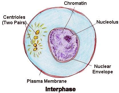 What is Interphase | Definition and Stages