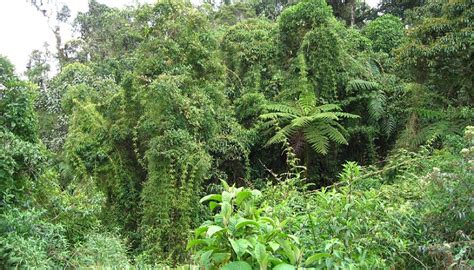 Amazon Deforestation At Six Year Low In Brazil After Plunging 66% In July