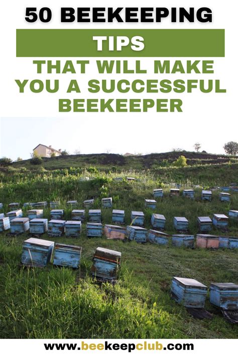 50 Beekeeping Tips that Will Make You a Successful Beekeeper ...