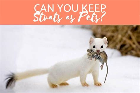 White Stoat Pet