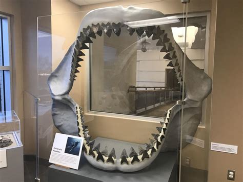 Natural History: Megalodon, a huge shark in Virginia | Discover ...