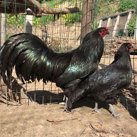 Sumatra Chicken: Eggs, Height, Size and Raising Tips