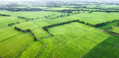 Aerial view of Green rice paddy field, farming cultivation in agricultural land at countryside ...