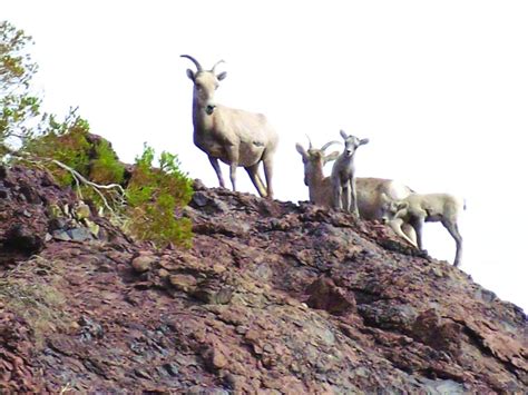 Photos: Wildlife in Lake Havasu City | Galleries | havasunews.com