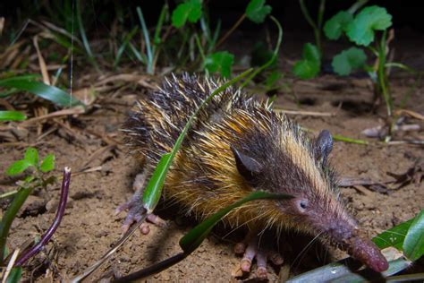 The Wildlife of Madagascar's Rainforests - Nature TTL