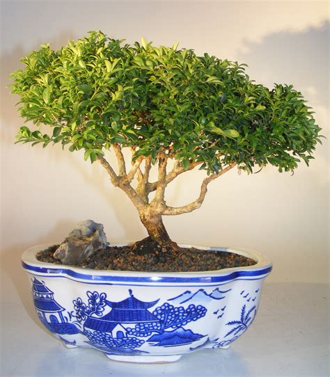 Japanese Kingsville Boxwood Bonsai Tree(buxus microphylla compacta)