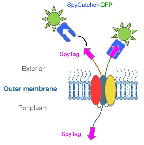 IJMS | Free Full-Text | Catching a SPY: Using the SpyCatcher-SpyTag and Related Systems for ...