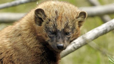 pekan-banniere-ete - Zoo sauvage de Saint-Félicien