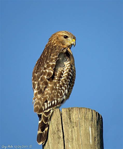 One Gorgeous Bird of Prey | Birds of prey, Prey, Bird