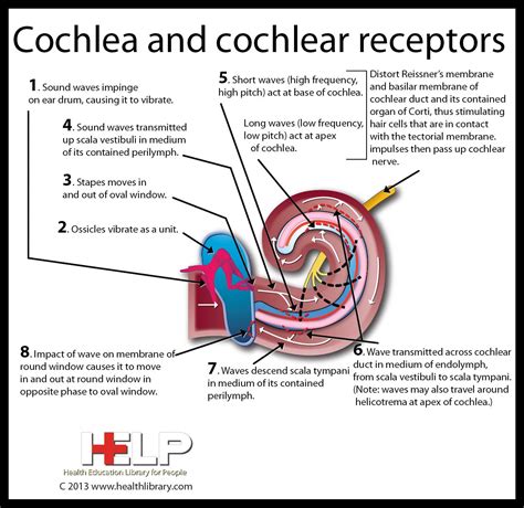 Cochlea and Cochlear Receptors | Cognitive psychology, Hearing health ...