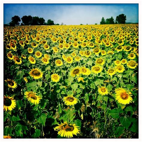 Sunflower field, Tuscany | Sunflower fields, Plants, Garden