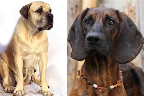 Bloodhound Mastiff Mix: Meet the Courageous Independent Dog | Anything Rottweiler