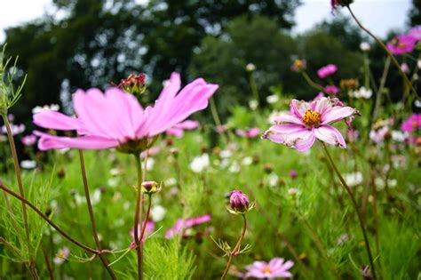 violetas: EL AROMA DE LA FLORA SILVESTRE