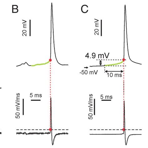 Time course of depolarization leading to action potentials. A ...