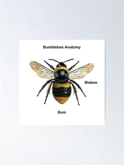 "Bumblebee Anatomy" Poster for Sale by GannetOnAStick | Redbubble