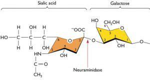 Sialic acid - Alchetron, The Free Social Encyclopedia