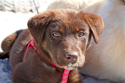 Chocolate Lab / Rottie Puppy Rottie, Puppys, Mercer, Lara, Puppy Love ...