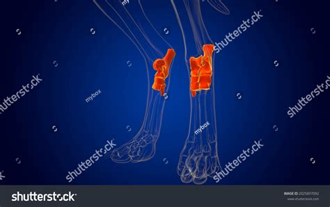 Tarsus Bones Dog Skeleton Anatomy Medical Stock Illustration 2025897092 | Shutterstock