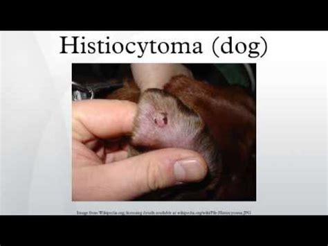 Why Do Dogs Get Histiocytoma