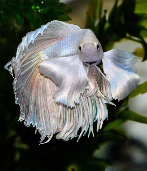 Yet another gorgeous better! Such a lovely blend of pastels! I want him ...