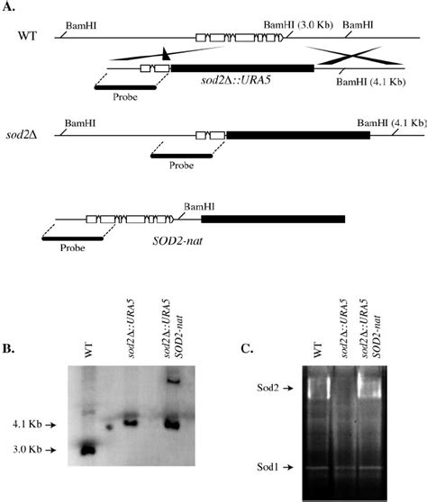 Construction of sod2 ⌬ mutant and sod2 ⌬ SOD2 reconstituted strains.... | Download Scientific ...