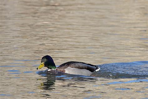 Mating Mallards/ducks_mating_2901091729